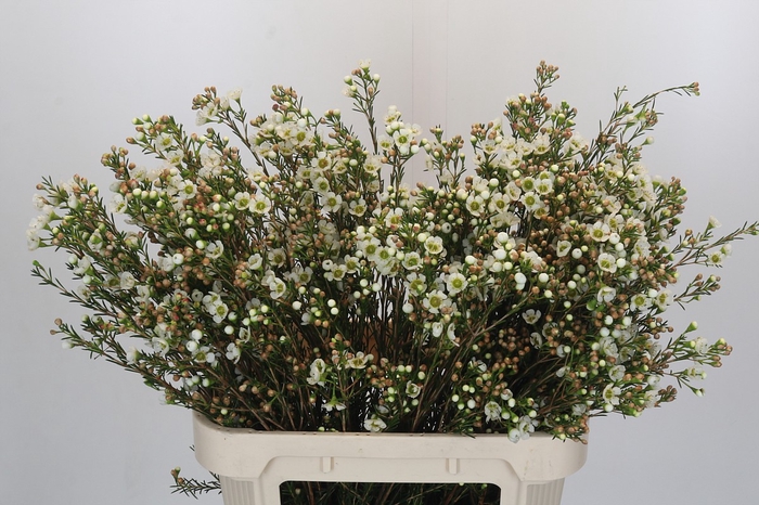 <h4>Chamelaucium Carlys White</h4>