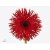 Gerbera Spider Premiere Diamond