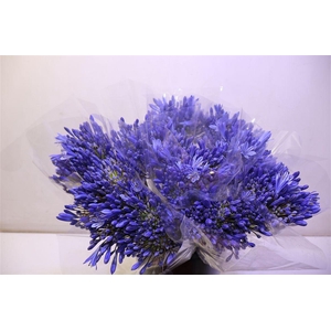 Agap Eyfori Drk Blue X5