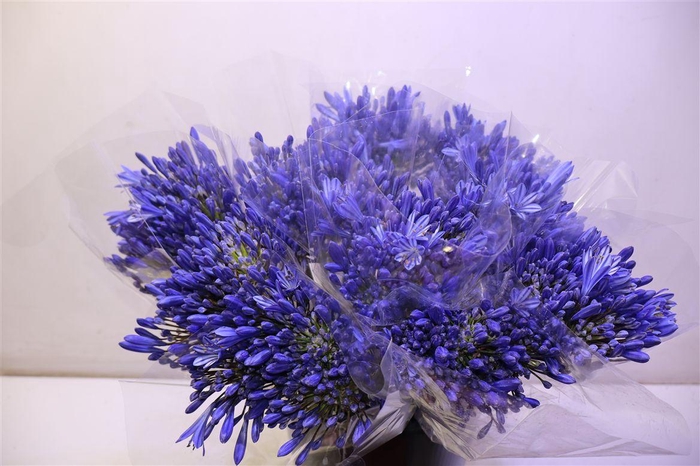 <h4>Agap Eyfori Drk Blue X5</h4>