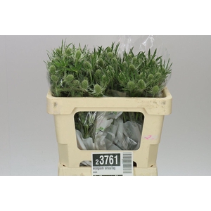 Eryngium Sirius/lagoon