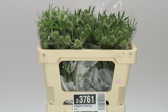 <h4>Eryngium Sirius/lagoon</h4>