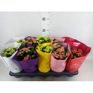 Kalanchoe blos. 'Perfecta'  ..mix 5