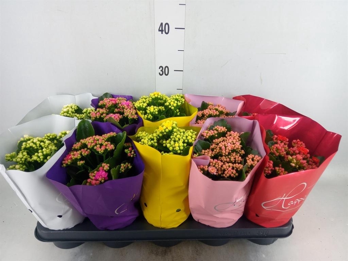 <h4>Kalanchoe blos. 'Perfecta'  ..mix 5</h4>