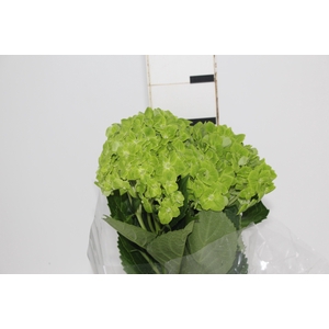 HORTENCIA VERDE 050 CM