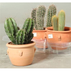 Cactus overig