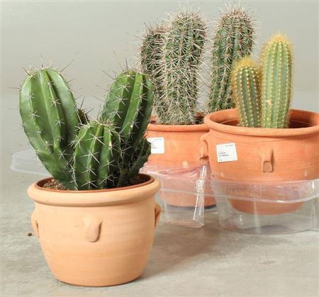 <h4>Cactus overig</h4>