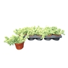 Sedum Burrito