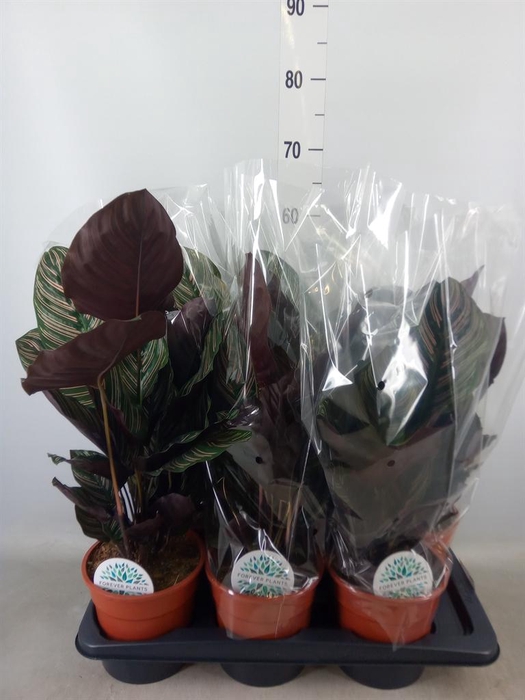 <h4>Calathea ...</h4>