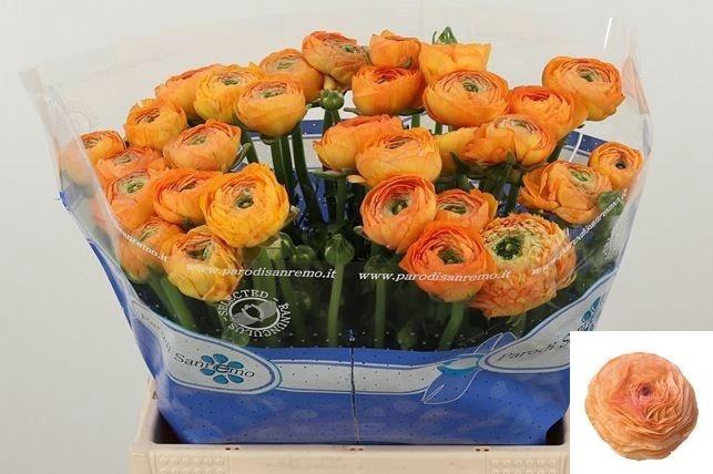 <h4>RAN SU NUANCE</h4>