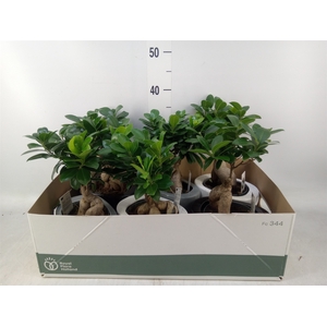 Ficus microcarpa 'Ginseng'