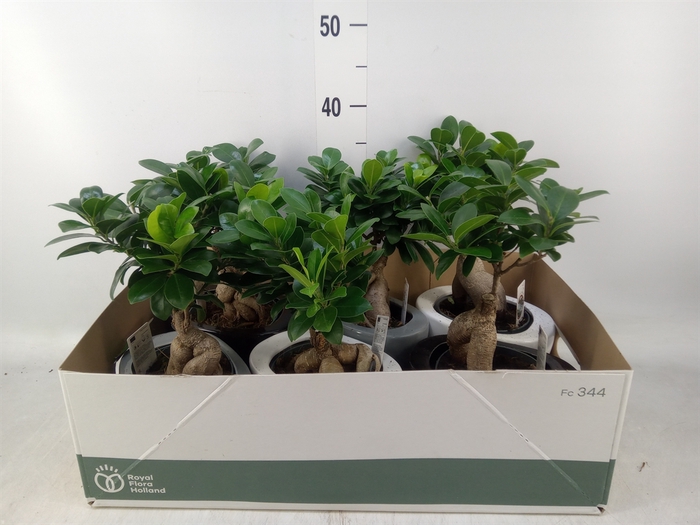 <h4>Ficus microcarpa 'Ginseng'</h4>