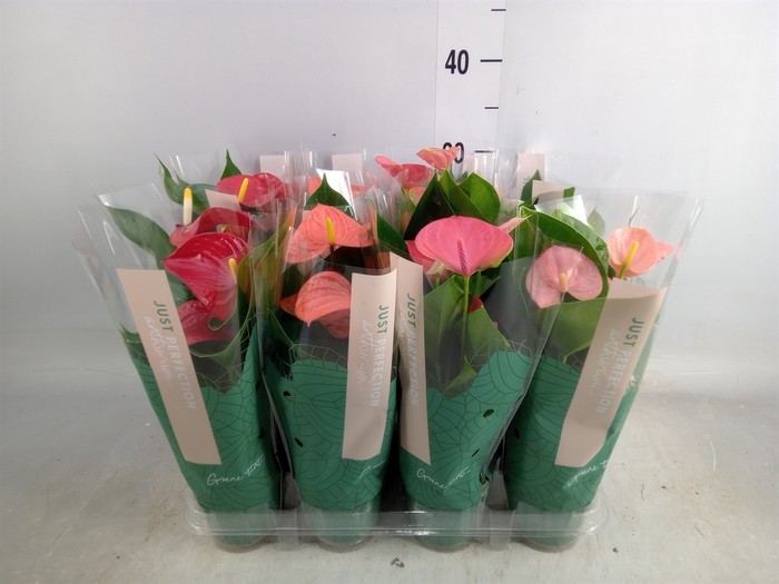 <h4>Anthurium   ...mix</h4>