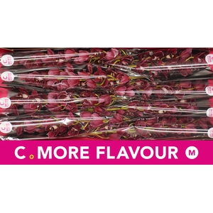 Mini cymbidium 'Howard Robin' 70 cm