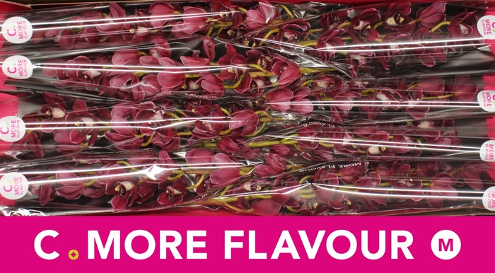 <h4>Mini cymbidium 'Howard Robin' 70 cm</h4>