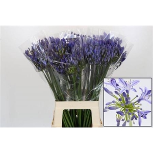Agap Eyfori Blue