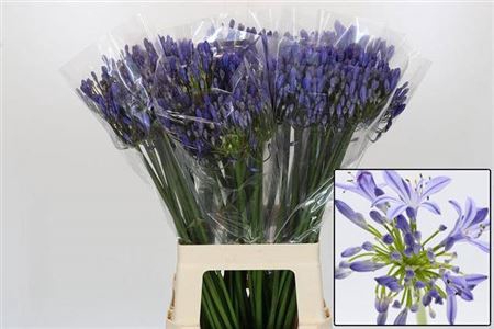 <h4>Agap Eyfori Blue</h4>