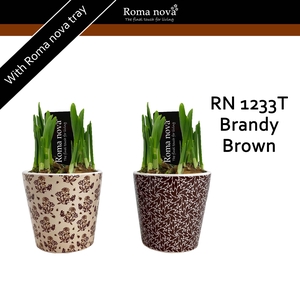 1233T - Brandy Brown (Tete a Tete)