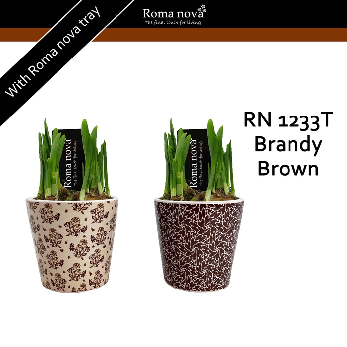 <h4>1233T - Brandy Brown (Tete a Tete)</h4>