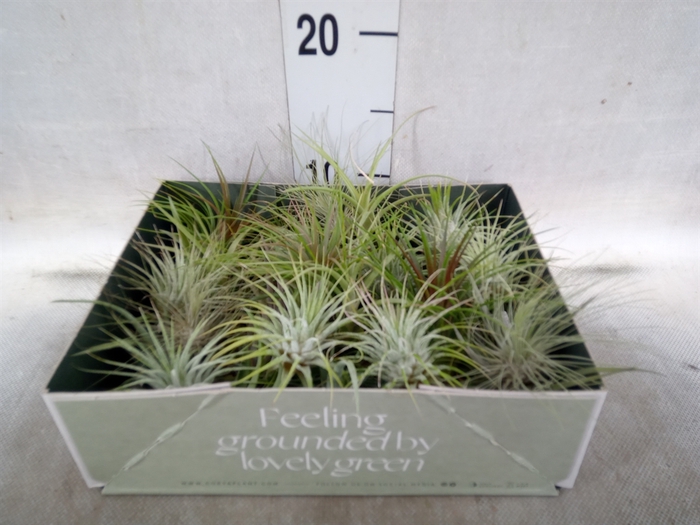 <h4>Tillandsia</h4>