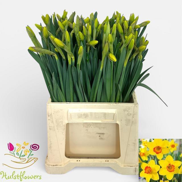 <h4>NARC G PINZA</h4>