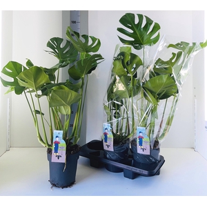 MONSTERA DELICIOSA