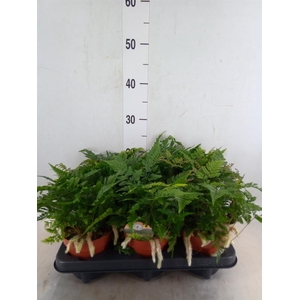 Humata griffithiana var. tyermannii