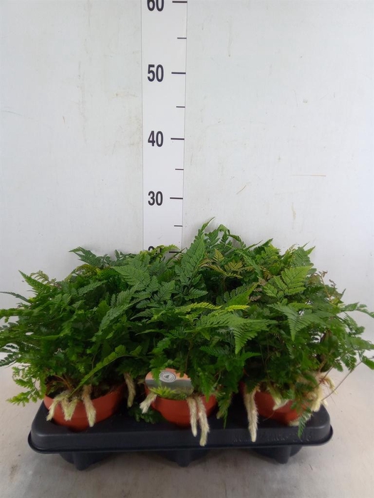 <h4>Humata griffithiana var. tyermannii</h4>