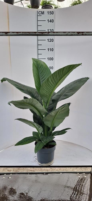 <h4>SPATH SENSATION</h4>