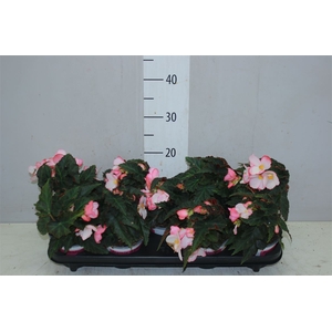 Begonia Florencio Pink