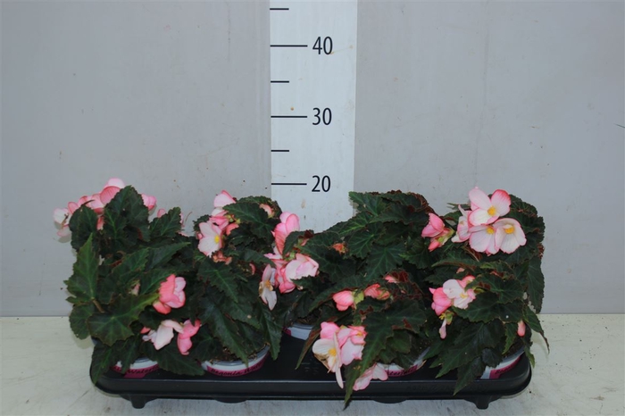 <h4>Begonia Florencio Pink</h4>
