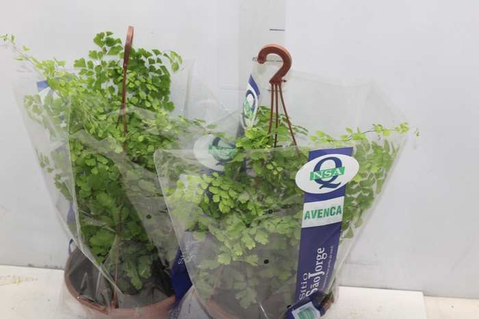 <h4>AVENCA VARIADA C21</h4>