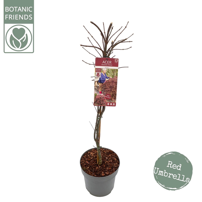 <h4>Acer palm. 'Garnet'</h4>