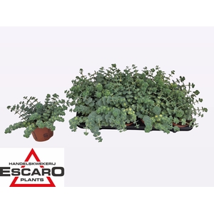 SEDUM SI MEDIOVARIEG