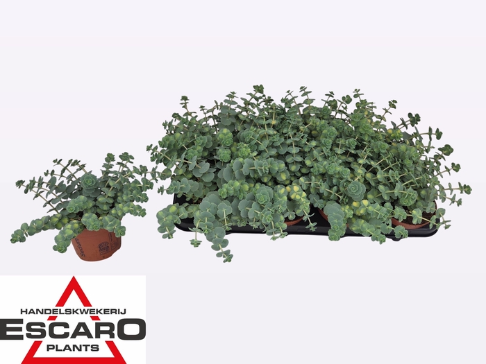 SEDUM SI MEDIOVARIEG