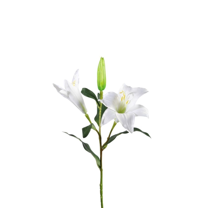 <h4>Lily 79cm</h4>