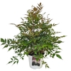 Astilbe wit Ton sur Ton