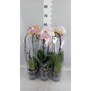 Phalaenopsis  'Elegant Cascade'