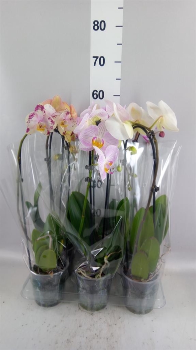 <h4>Phalaenopsis  'Elegant Cascade'</h4>