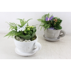 arr2 PL - Kop en schotel x3 - lila/wit