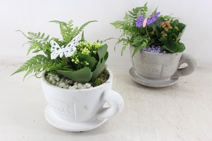 <h4>arr2 PL - Kop en schotel x3 - lila/wit</h4>