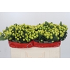 Hypericum Smiley Romance