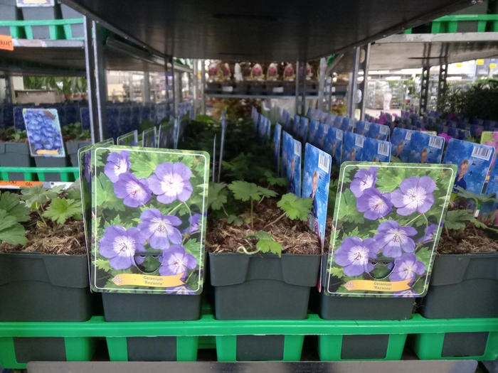 <h4>Geranium  'Rozanne'</h4>