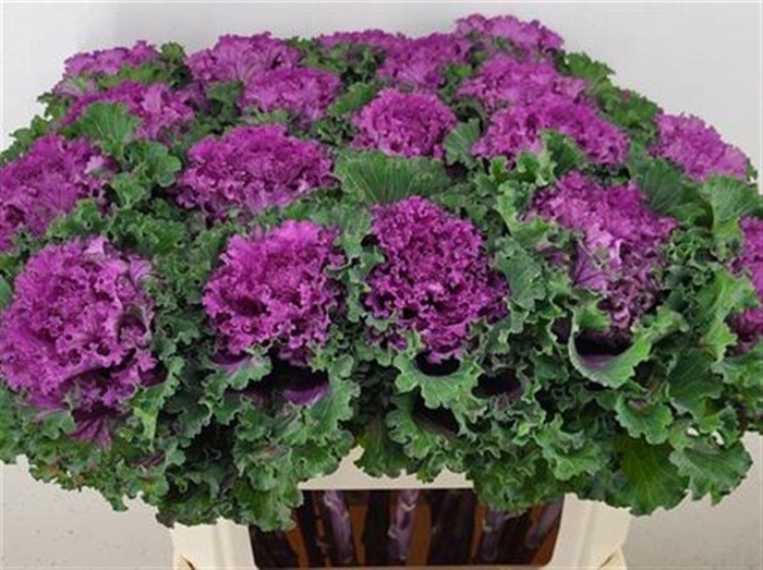 <h4>Brassica Ruffle Red</h4>