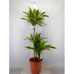 Dracaena fr de 'LemonLime'