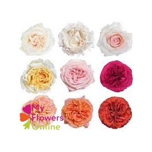 R Gr Rainbow Garden Rose 60cm EC
