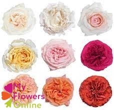 R Gr Rainbow Garden Rose 60cm EC