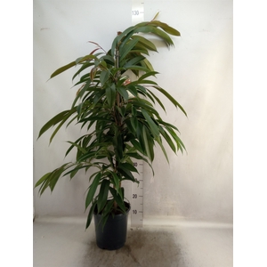 Ficus binn. 'Amstel King'