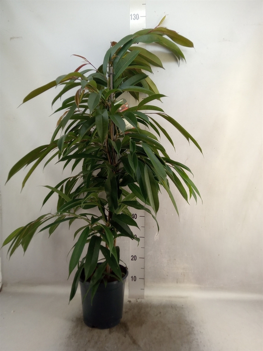 Ficus binn. 'Amstel King'