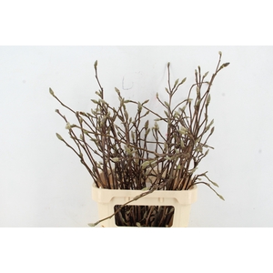 MAGNOLIA GRANDIFLORA X35